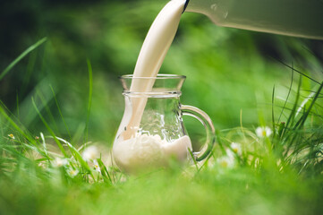 Milch wird eingeschüttet auf einer Wiese mit Gänseblümchen