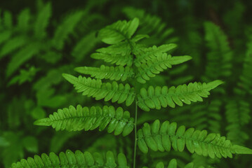 a fern leaf on a natural green background in the forest, daylight