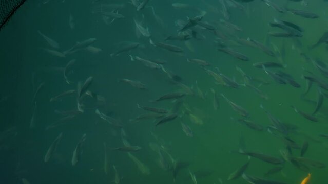 Aerial drone video of large fish farming unit of sea bass and sea bream in growing cages in calm deep waters