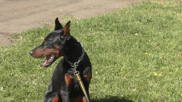 The Doberman dog of black color is a breed of short-haired service dogs 