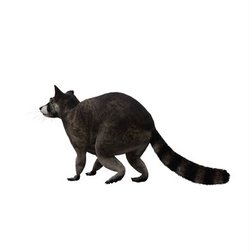 recommend clip art: Raccoon