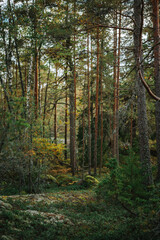 autumn forest in the morning