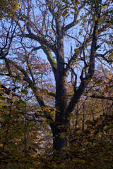 Old oak tree crown backlite in fall