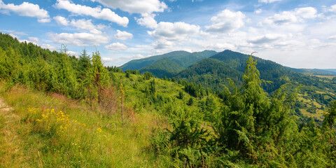 Fototapeta na wymiar beauty of carpathian mountain landscape in summer. wonderful green countryside scenery on a sunny day. forested hills and grassy meadows beneath a blue sky fluffy clouds