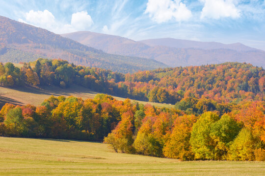 incredible autumn landscape with colorful trees. hill and meadows at the foot of borzhava mountain ridge on a sunny morning