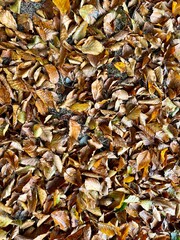 autumn leaves background