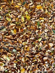 autumn leaves background