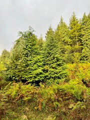green moss on the tree