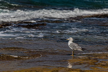 seagull on the beach