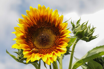 sunflower in the field, Sunflower with bumblebee, leaves of the blossom are golden yellow, no person