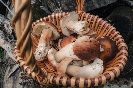 Finding fresh Porcini mushrooms in the forest
