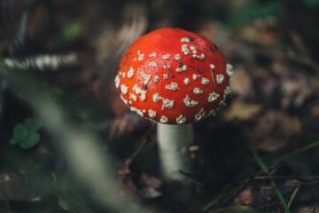 Raw Amanita muscaria mushrooms in the forest