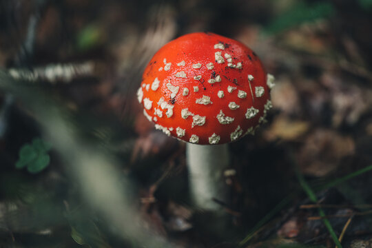 Raw Amanita muscaria mushrooms in the forest
