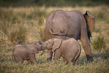 Adorable shot of baby elephants playing with each other with their trunks behind their mother