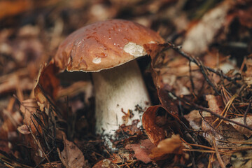 Finding fresh Porcini mushrooms in the forest