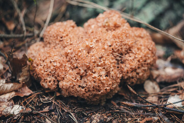 Raw cauliflower mushroom found in the forest
