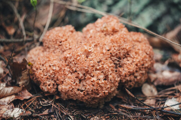Raw cauliflower mushroom found in the forest