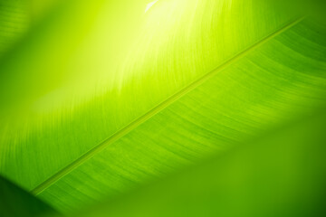 Abstract nature green blurred background nature leaf on greenery background in garden with copy space using as background wallpaper page concept.