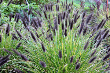 flowers reeds in the grass