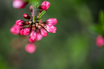pink flower and green background