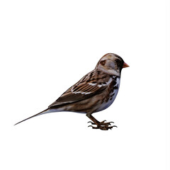 Sparrow
