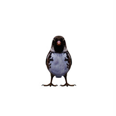 Sparrow