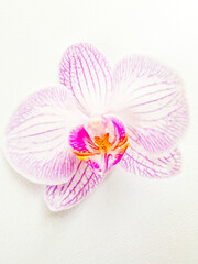 Orchideenblüte isoliert 
