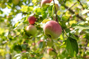 Autumn apples ripen on an apple tree on a sunny day. Garden products.