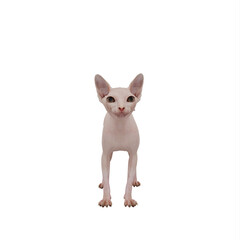 Sphynx cat