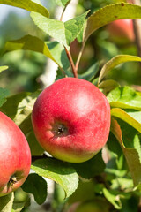 Apple tree with red apples and green foliage in an orchard.