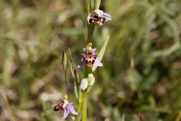 Woodcock bee orchid, Ophrys scolopax