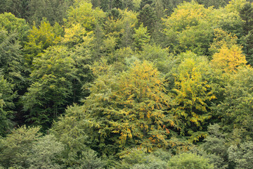 Coniferous Carpathian forest in Ukraine in autumn, green trees in the mountains