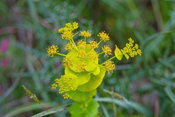 Flower of a perfoliate alexanders, Smyrnium perfoliatum
