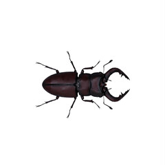 Stag Beetle