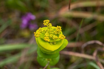 Flower of a perfoliate alexanders, Smyrnium perfoliatum