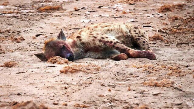 Closeup footage of sleeping spotted hyena. Predetor covered in blood dtains rests after hunt