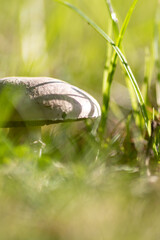 Big mushrooms in a forest found on mushrooming tour in autumn with brown foliage in backlight on the ground in mushroom season as delicious but possibly poisonous and dangerous forest fruit