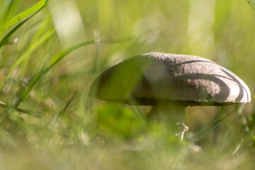 Big mushrooms in a forest found on mushrooming tour in autumn with brown foliage in backlight on the ground in mushroom season as delicious but possibly poisonous and dangerous forest fruit