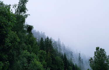 Misty foggy landscape with fir forest, abstract natural background. mystical atmosphere, beautiful nature image. Trees in fog. travel trip, journey, hiking, adventure, concept.
