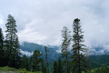 Misty foggy landscape with forest in mountains., abstract natural background. mystical atmosphere, beautiful nature image. Trees in fog. travel trip, journey, hiking, adventure, concept