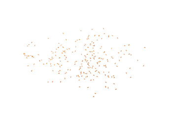 Plantago Ovata Seeds Isolated, Psyllium Husk, Isabgol Ispaghula