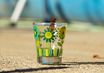 Wasp on the edge of a glass trying to fly away, selective focus, background out of focus.