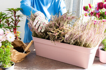 A woman is transplanting common heather or erica into a pot, planting autumn flowers in pots,...