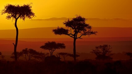Silhouette of a wild animal grazing and savanna trees captured at sunset