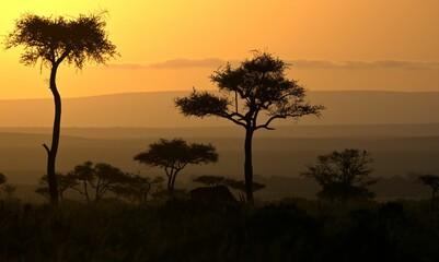 Silhouette of a wild animal grazing and savanna trees captured at sunset