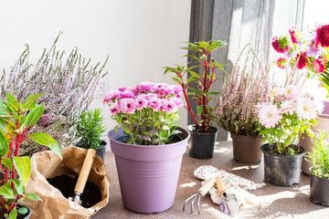 Planting autumn flowers in pots, decorating a balcony or terrace in autumn, chrysanthemums...