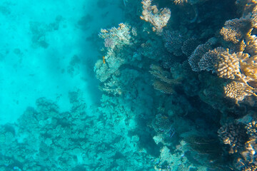 Coral reef in blue transparent sea water.
