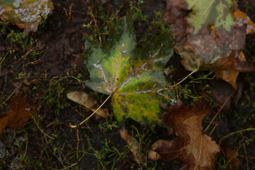 autumn leaf