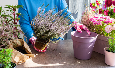 A woman is transplanting common heather or erica into a pot, planting autumn flowers in pots, decorating a balcony or terrace in autumn - obrazy, fototapety, plakaty