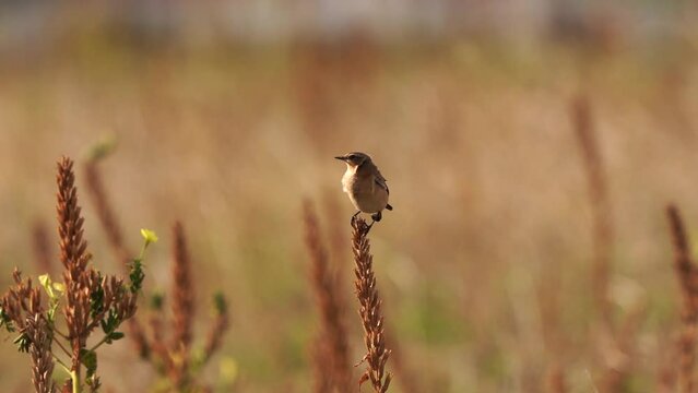 A Northern Wheatear or Wheatear (Oenanthe oenanthe) balancing in the top of a plant